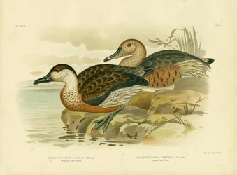 Dendrocygne siffleur ou Dendrocygne vagabond, 1891